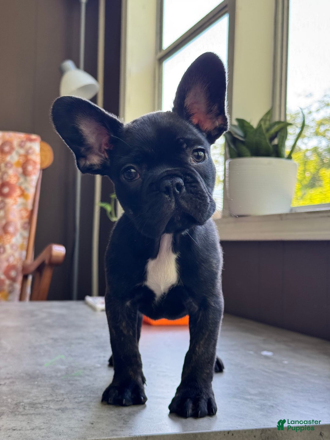 French Bulldog dogs for sale: Baxter - Image 2