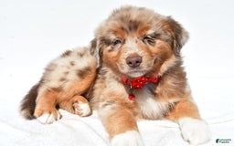 Miniature Australian Shepherd dogs for sale: Miniature Australian Shepherd 7 puppies - Image 23