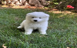 Samoyed dogs for sale: Jacque - Image 3