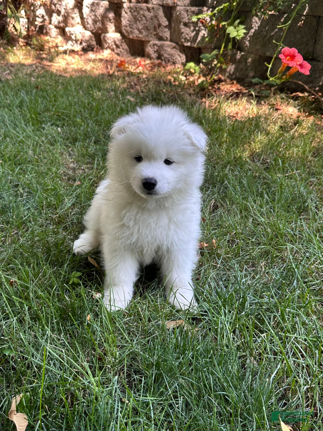 Samoyed dogs for sale: Jacque - Image 3
