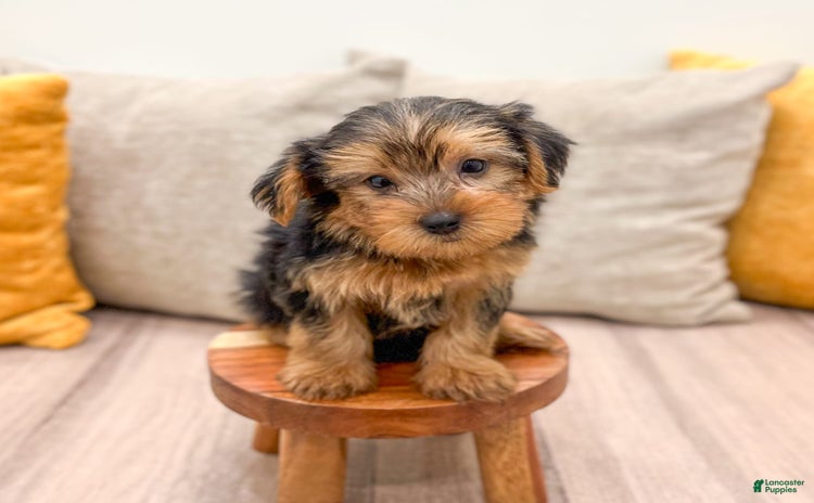 Yorkshire Terrier dogs for sale - Ad 4