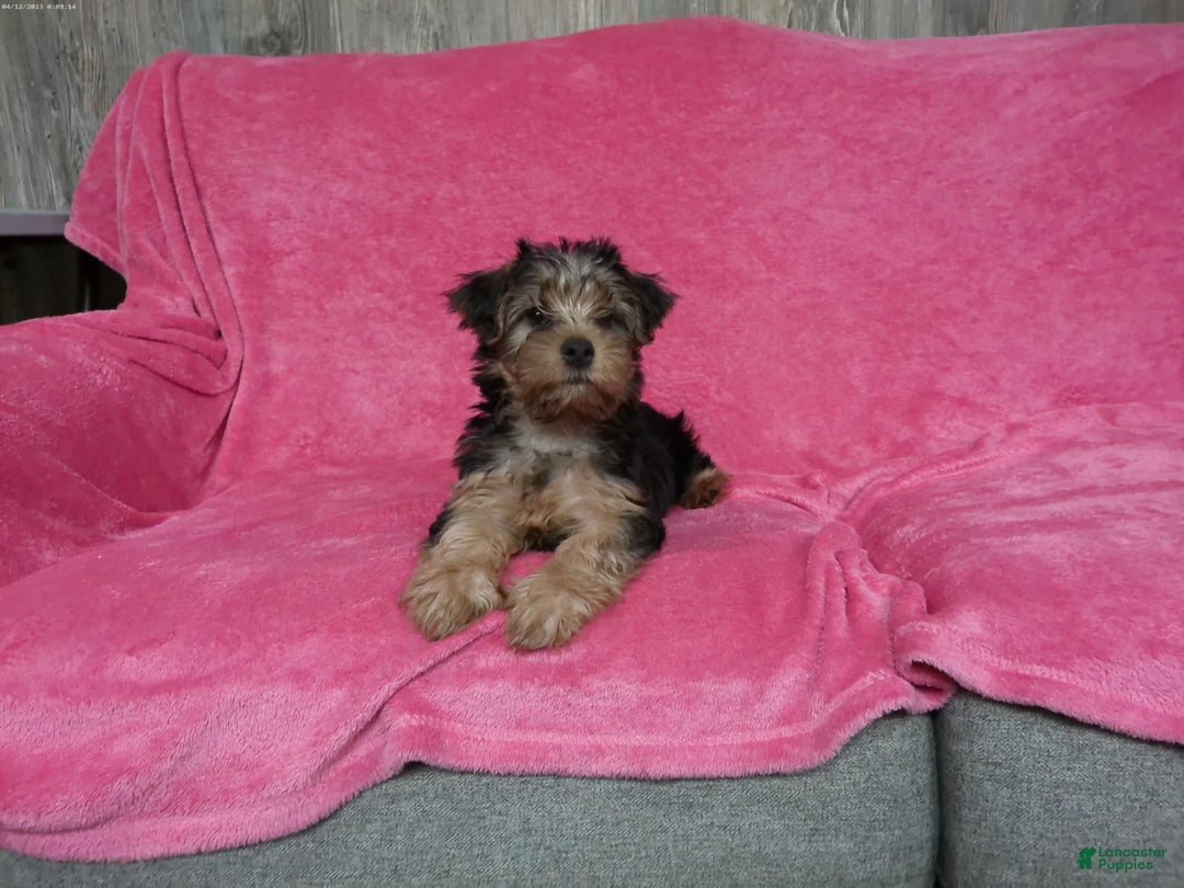 Yorkshire Terrier dogs for sale: Tank - Image 2