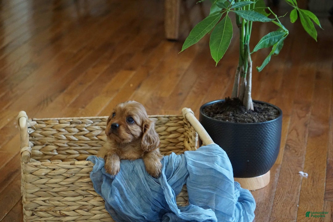 Cavalier King Charles Spaniel dogs for sale: Dallas - Image 2