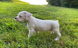 Boxer dogs for sale: Spencer - Image 9