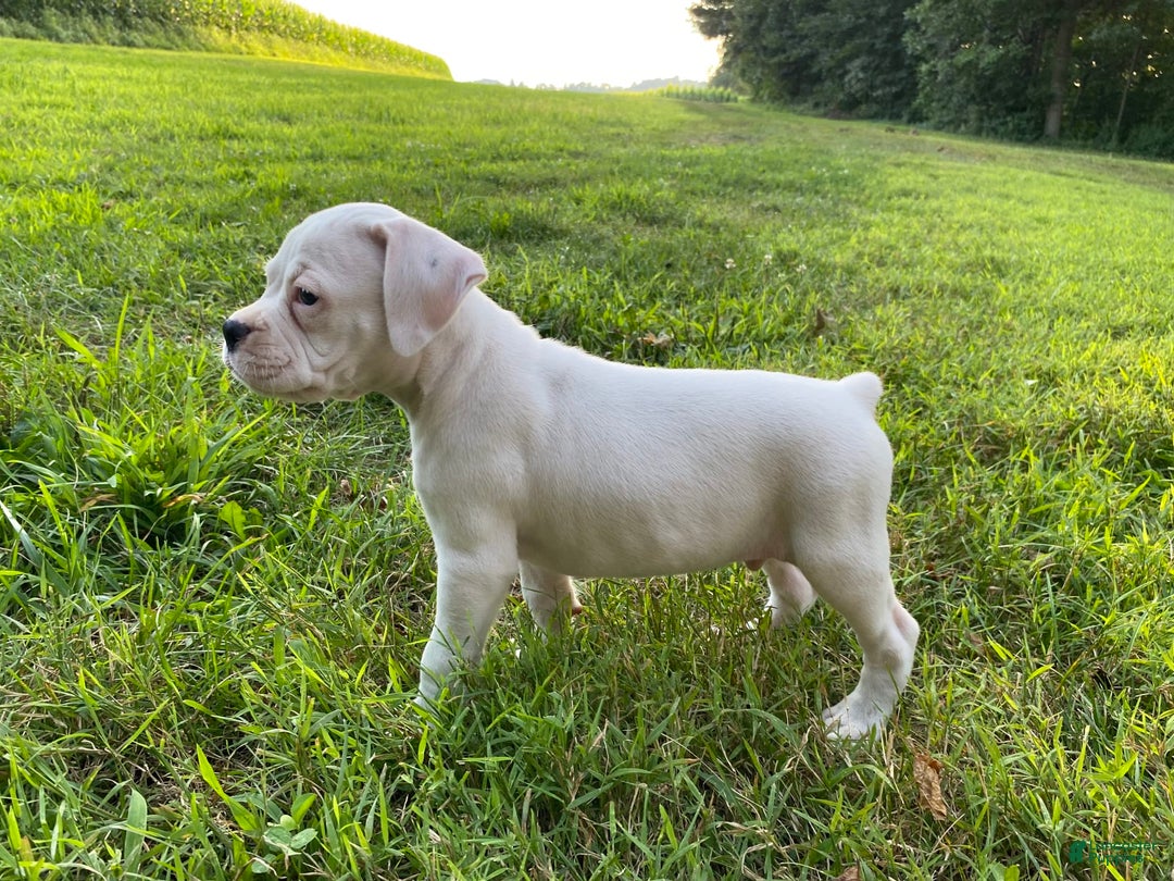Boxer dogs for sale: Spencer - Image 9