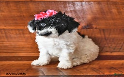 Miniature Poodle dogs for sale: Daisy - Image 3
