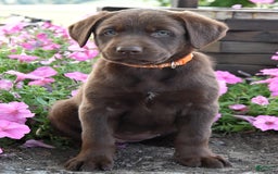 Labrador Retriever dogs for sale: Carol - Image 4