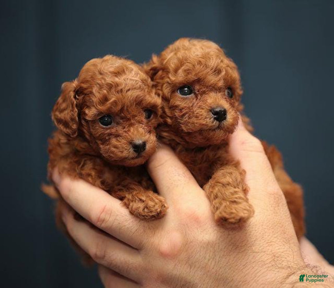 Toy Poodle dogs for sale: Berry - Image 2