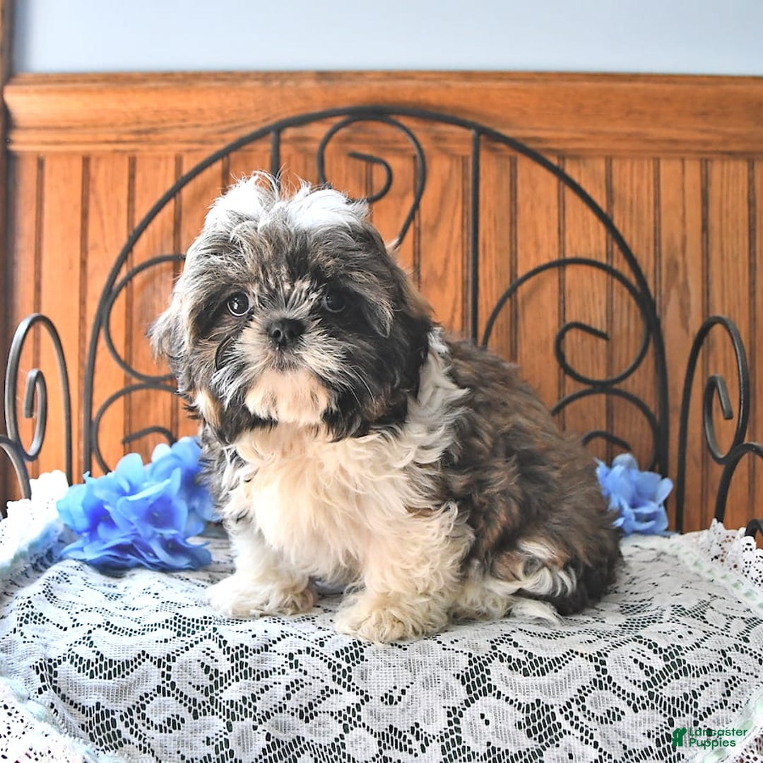 Shih Tzu dogs for sale: Charlotte - Image 10