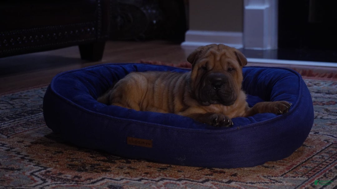 Shar Pei dogs for sale: Nior - Image 4