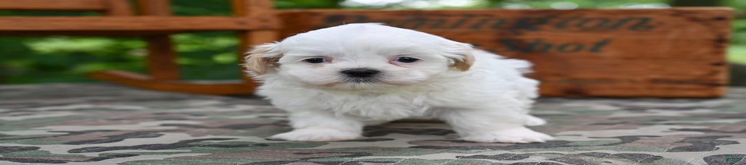 Oliver