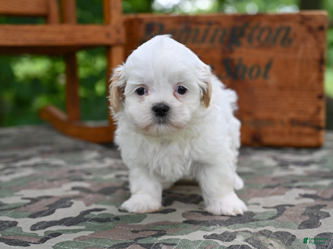 Shih Tzu dogs for sale: Oliver - Image 2