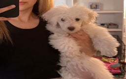 Maltipoo dogs for sale: Stella - Image 6