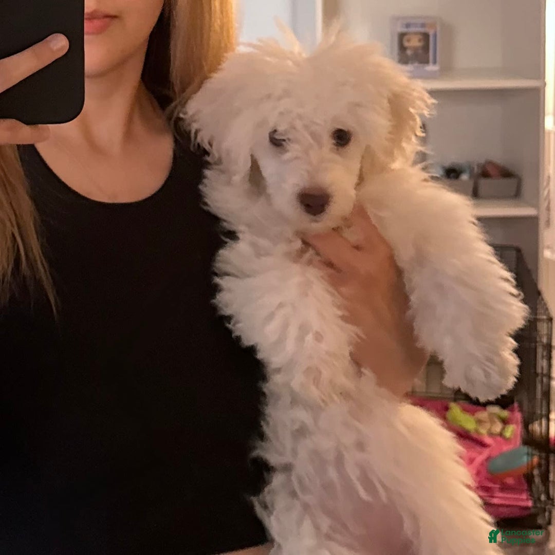 Maltipoo dogs for sale: Stella - Image 6