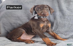 Doberman Pinscher dogs for sale: Parker - Image 4