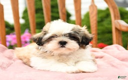 Shih Tzu dogs for sale: Benji - Image 9