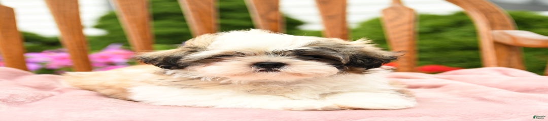 Benji
