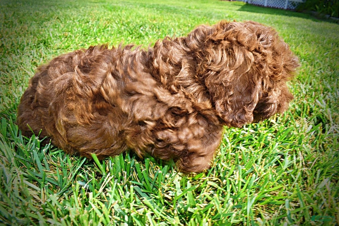 Havapoo dogs for sale: Flower - Image 11