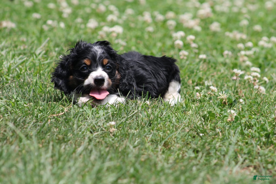 Cocker Spaniel dogs for sale: Kris - Image 3