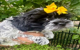 Maltipoo dogs for sale: Freckles - Image 4