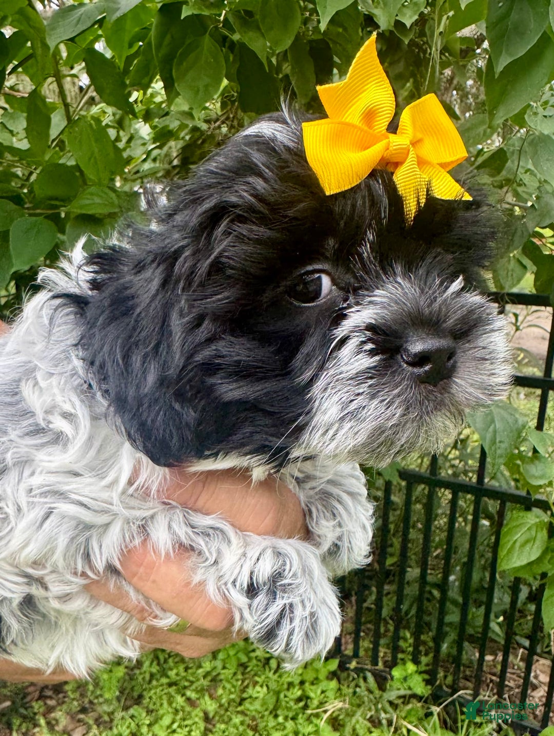 Maltipoo dogs for sale: Freckles - Image 4
