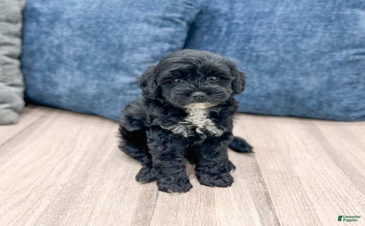 Mini Goldendoodle dogs for sale - Ad 5