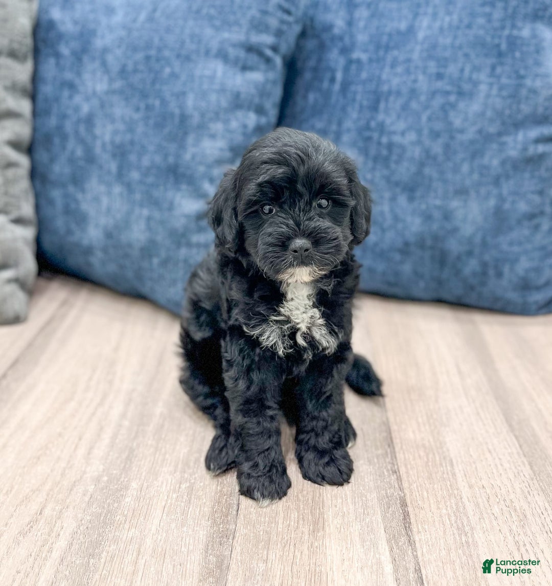  dogs for sale: Mini Goldendoodle 5 puppies - Image 8