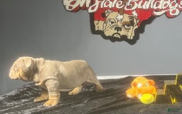 English Bulldog dogs for sale: Chubbs - Image 2