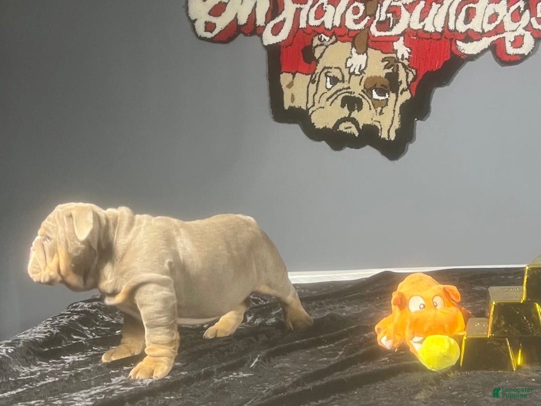 English Bulldog dogs for sale: Chubbs - Image 2