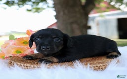 Miniature Dachshund dogs for sale: Sallie - Image 2