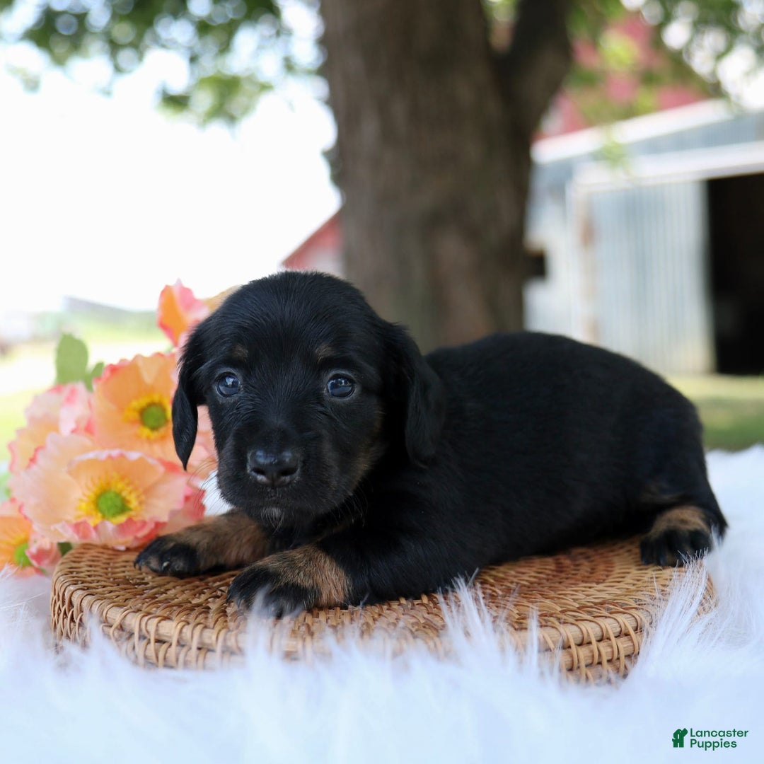 Miniature Dachshund dogs for sale: Sallie - Image 2