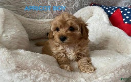 Maltipoo dogs for sale: Blue - Image 2
