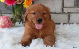 Golden Retriever dogs for sale: Jasper - Image 2