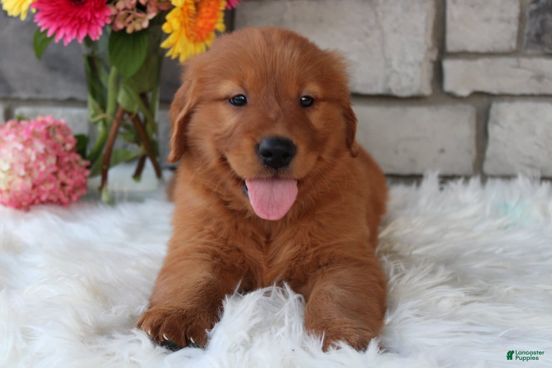Golden Retriever dogs for sale: Jasper - Image 2