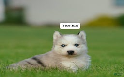 Gerberian Shepsky dogs for sale: Romeo - Image 14