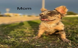 French Bulldog dogs for sale: Marshall - Image 2