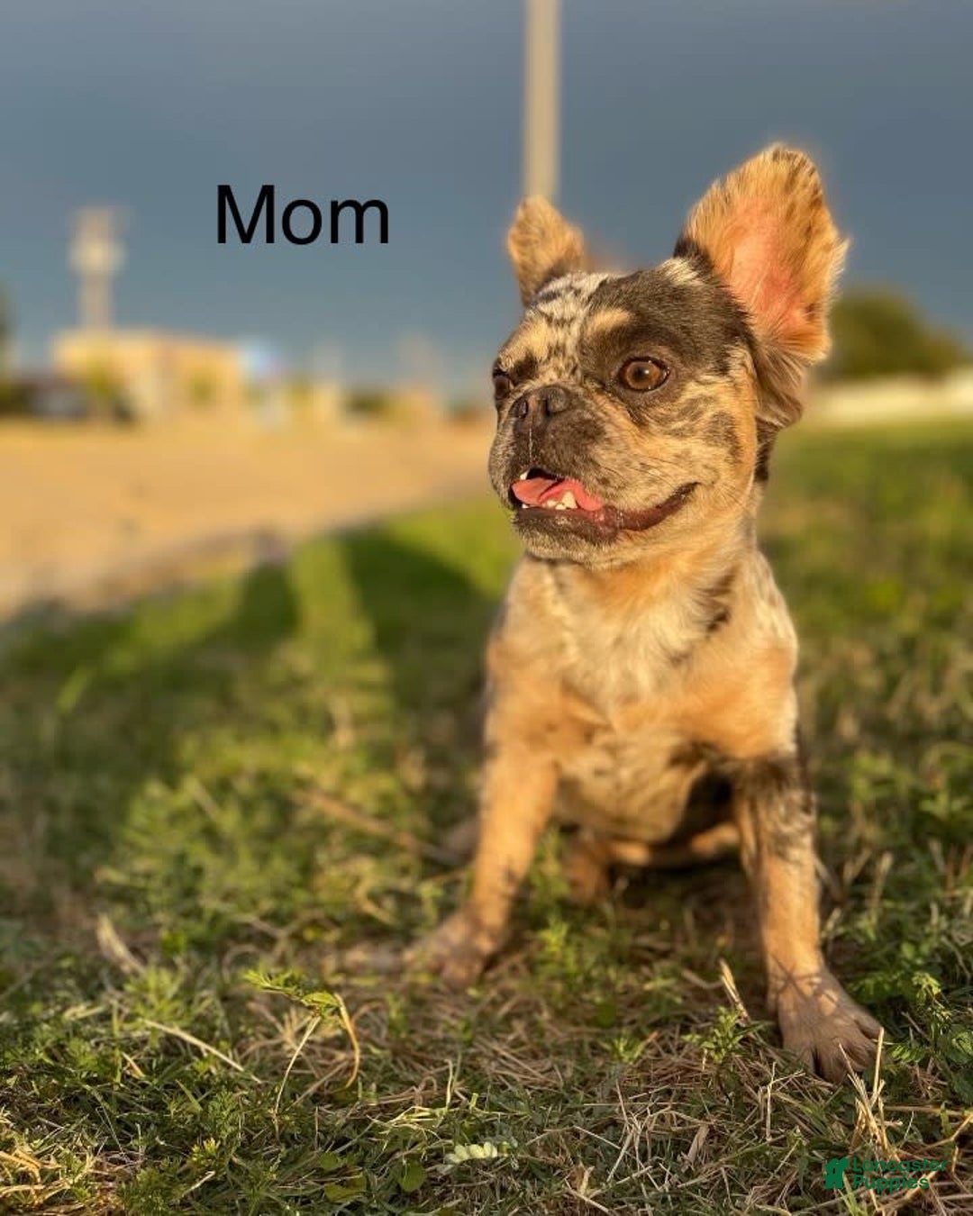 French Bulldog dogs for sale: Marshall - Image 2