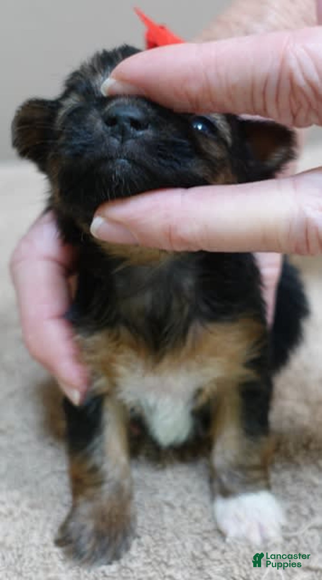 Yorkshire Terrier dogs for sale: Nessie - Image 18