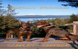 Doberman Pinscher dogs for sale: Malibu - Image 28