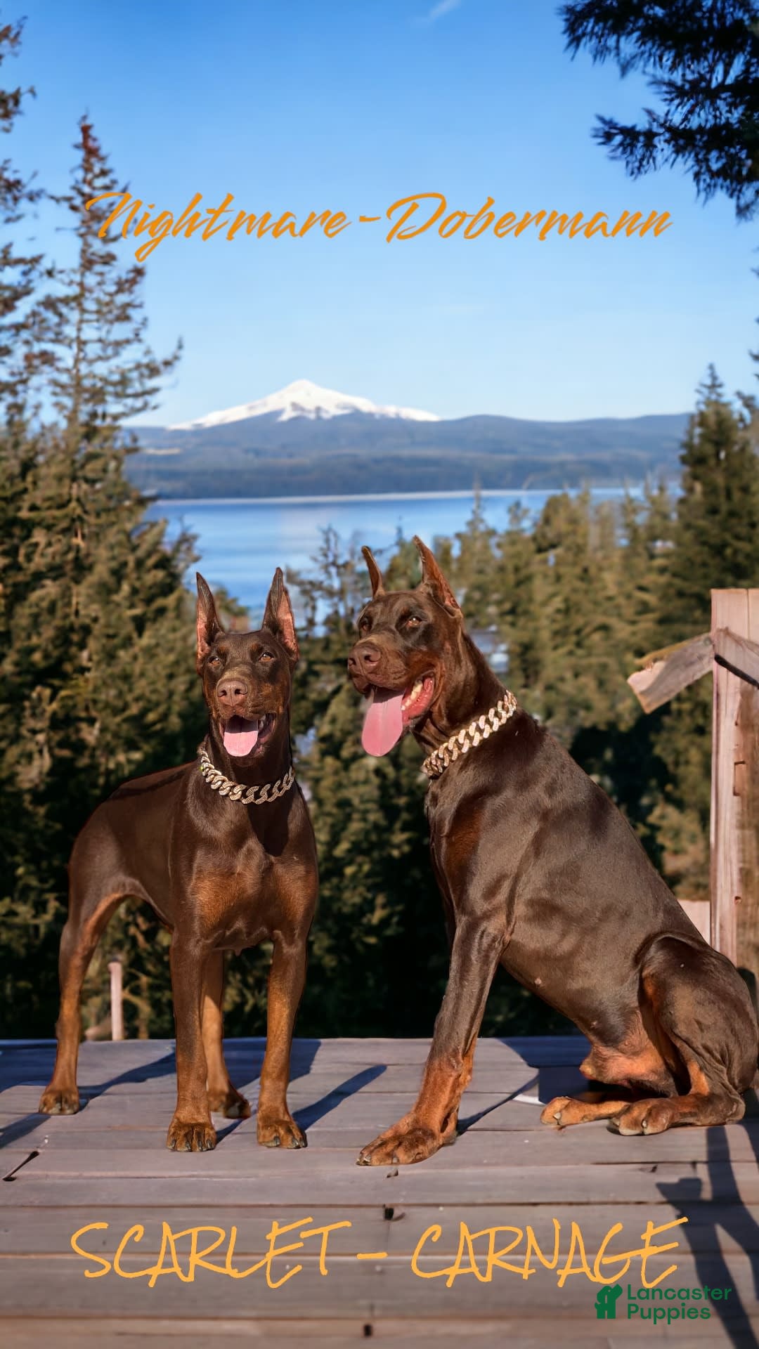 Doberman Pinscher dogs for sale: Malibu - Image 28
