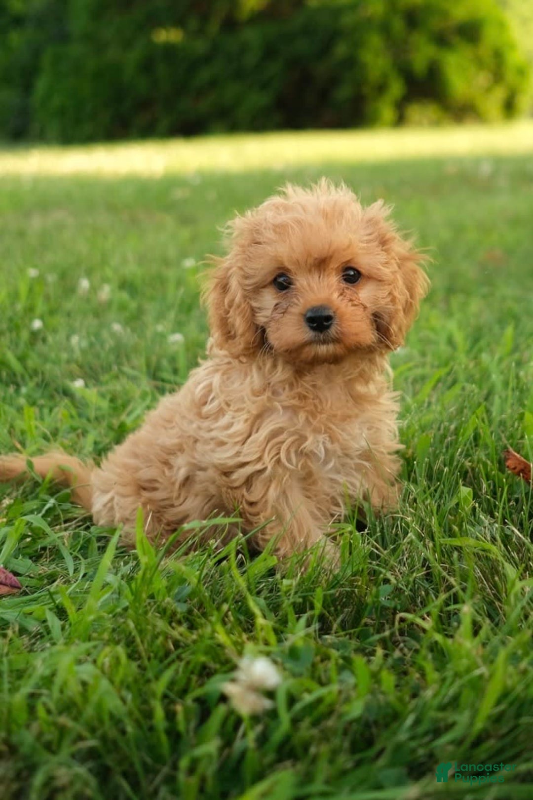 Cavapoo dogs for sale: Cavapoo 2 puppies - Image 3