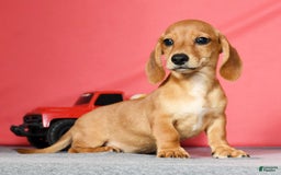 Miniature Dachshund dogs for sale: Diego - Image 4