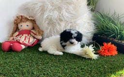 Toy Poodle dogs for sale: Jimmy - Image 1