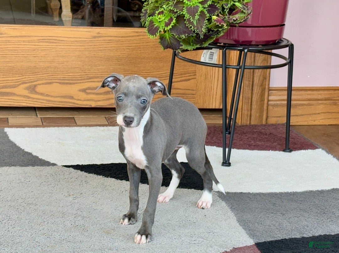 Italian Greyhound dogs for sale: Kk - Image 6