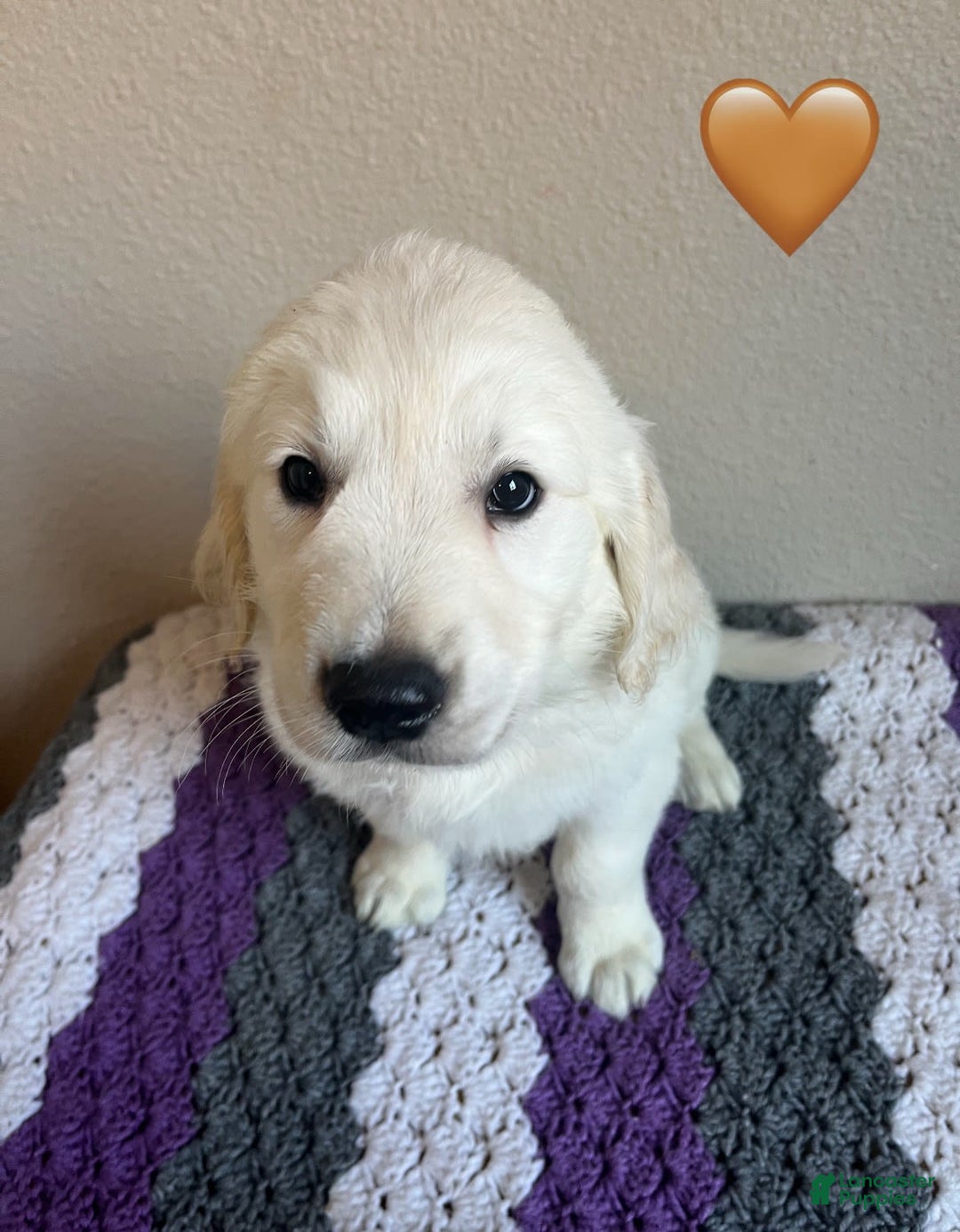Golden Retriever dogs for sale: Cinderella - Image 2