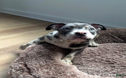 American Bully dogs for sale: Ryder - Image 8
