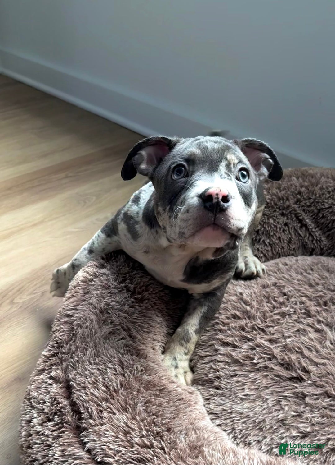 American Bully dogs for sale: Ryder - Image 8