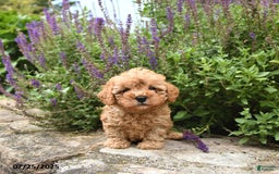 Cavapoo dogs for sale: Remington - Image 3