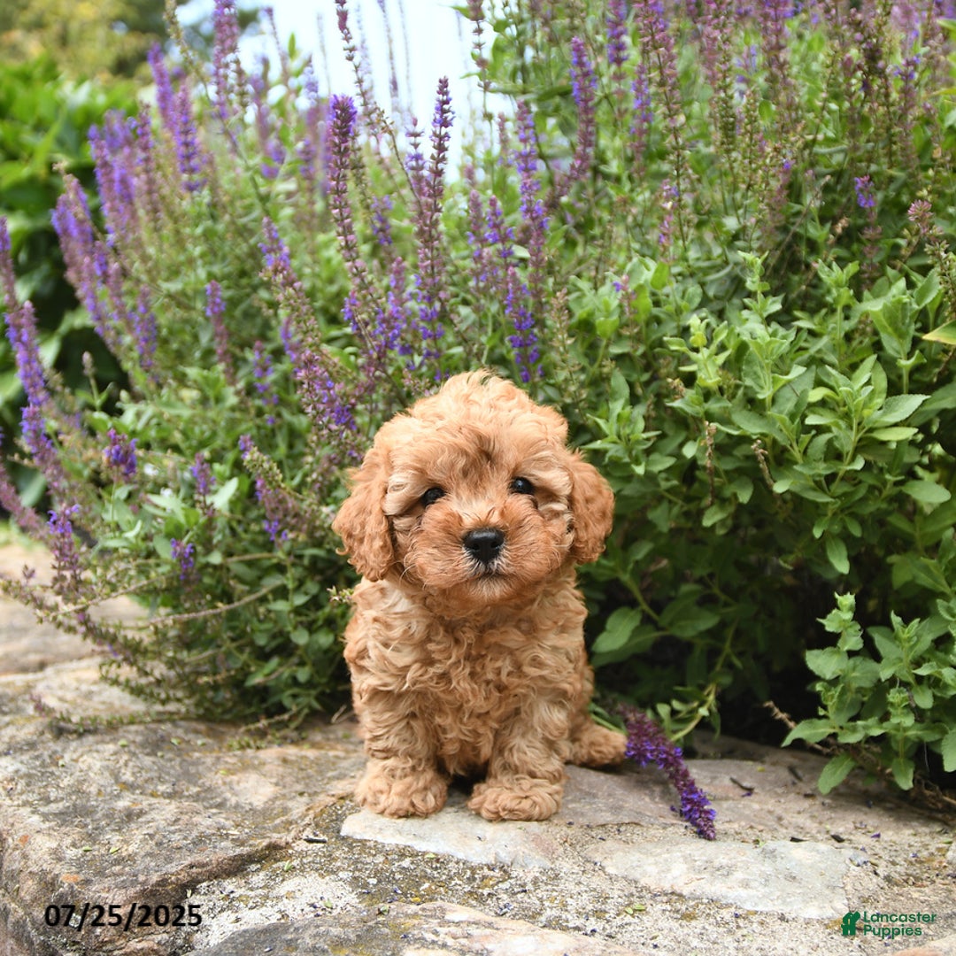 Cavapoo dogs for sale: Remington - Image 3