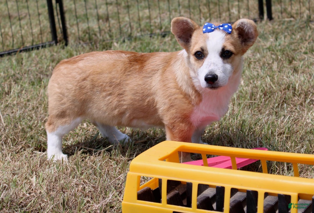 American Corgi dogs for sale: Doris - Image 2